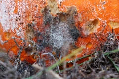 Sclerotinia