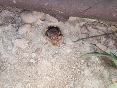 Tarbinskiellus portentosus