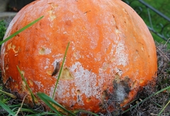 Sclerotinia