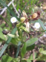 Ophrys speculum