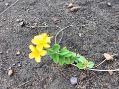 Hypericum aethiopicum