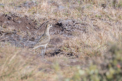 Pluvialis fulva observed 2022-10-19