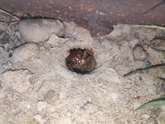 Tarbinskiellus portentosus