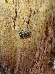 Eudiagogus