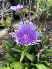 Stokesia