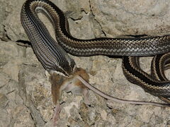 Philodryas chamissonis