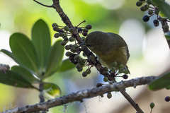 Chlorodrepanis virens