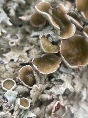 Parmotrema perforatum