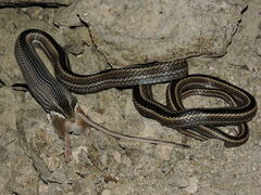 Philodryas chamissonis