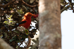 Drepanis coccinea
