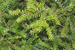Myrtoideae