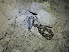 Philodryas chamissonis