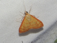 Pyraustini