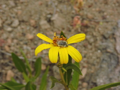 Diadasia