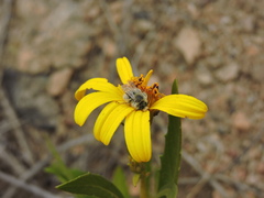 Diadasia