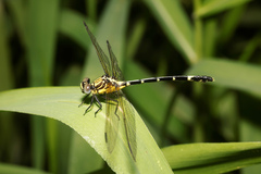 Austrogomphus amphiclitus