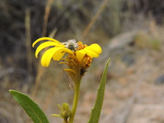 Diadasia