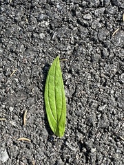 Lithospermum officinale