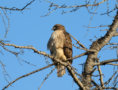 Buteo jamaicensis
