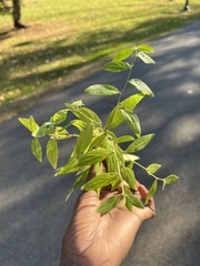 Lithospermum officinale