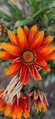 Gazania × splendens