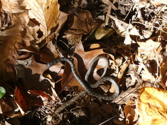 Coluber constrictor constrictor