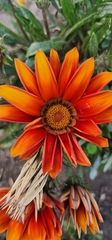 Gazania × splendens