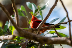 Drepanis coccinea