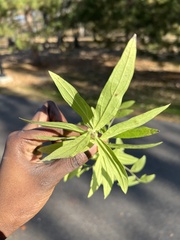 Lithospermum officinale
