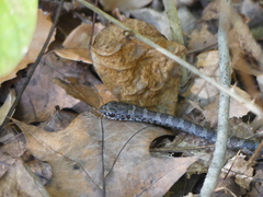 Coluber constrictor constrictor