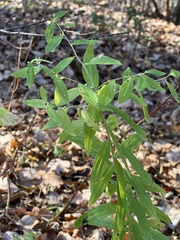 Lithospermum officinale
