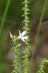 Epacris