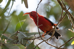 Drepanis coccinea