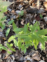 Lithospermum officinale