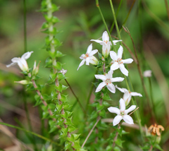 Epacris