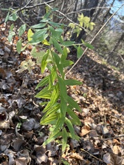 Lithospermum officinale