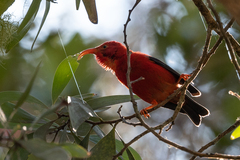 Drepanis coccinea