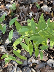 Lithospermum officinale