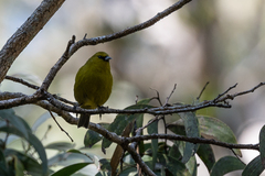 Chlorodrepanis virens