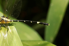 Austrogomphus amphiclitus