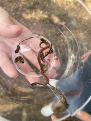 Contia tenuis