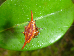 Gasteracantha versicolor
