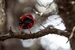Drepanis coccinea
