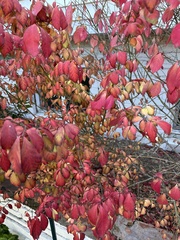 Euonymus