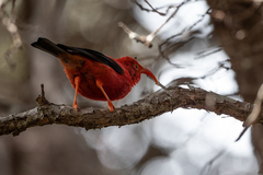 Drepanis coccinea