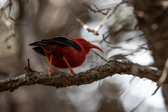 Drepanis coccinea