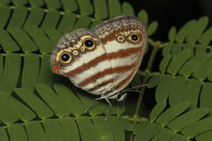 Euptychia