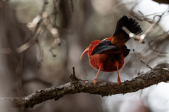 Drepanis coccinea