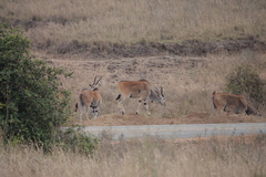 Tragelaphus oryx pattersonianus