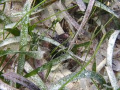 Gymnothorax moringa